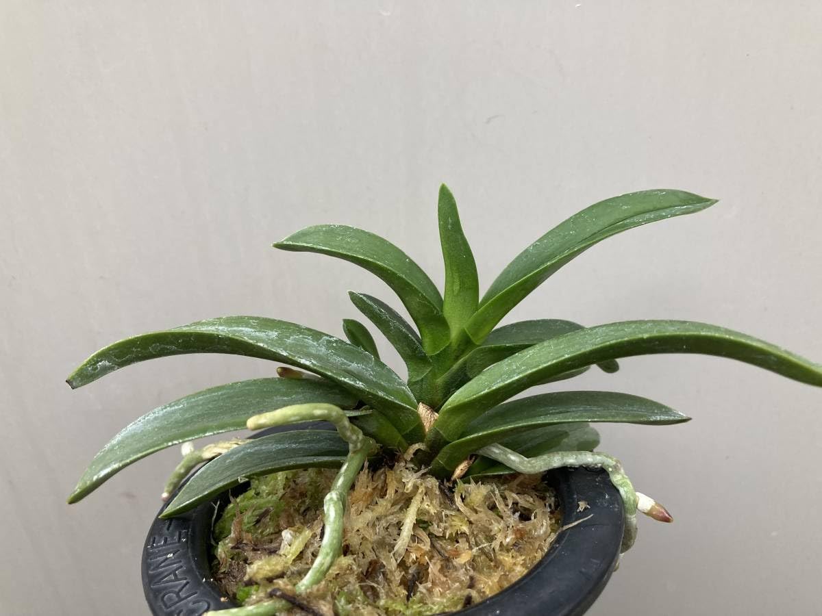 タマノカンアオイ 希少な銘品「多摩の誉」 富貴蘭 山野草 タマノ