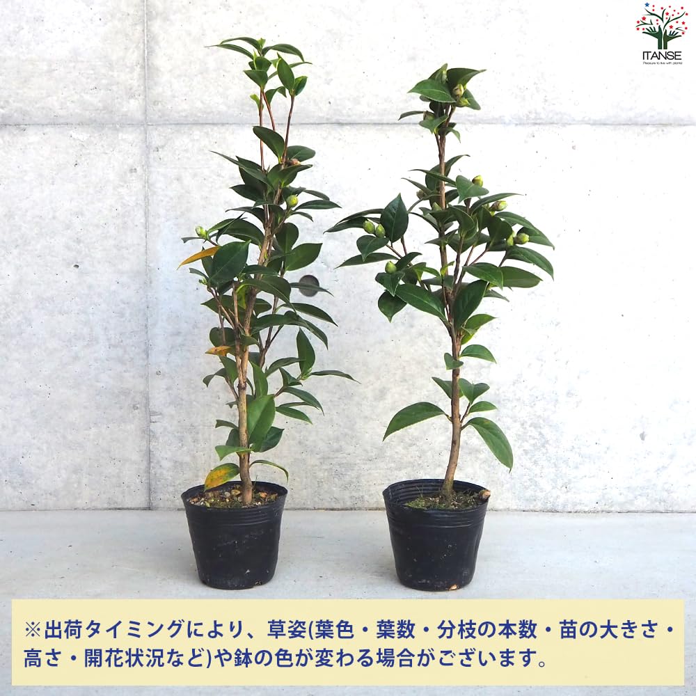 翼苗木 翼の苗木