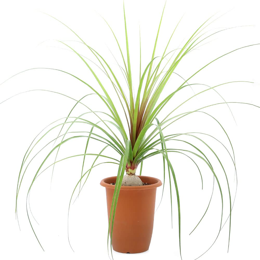 コア様リクエスト トックリラン50個 コア様専用 トックリラン50個お