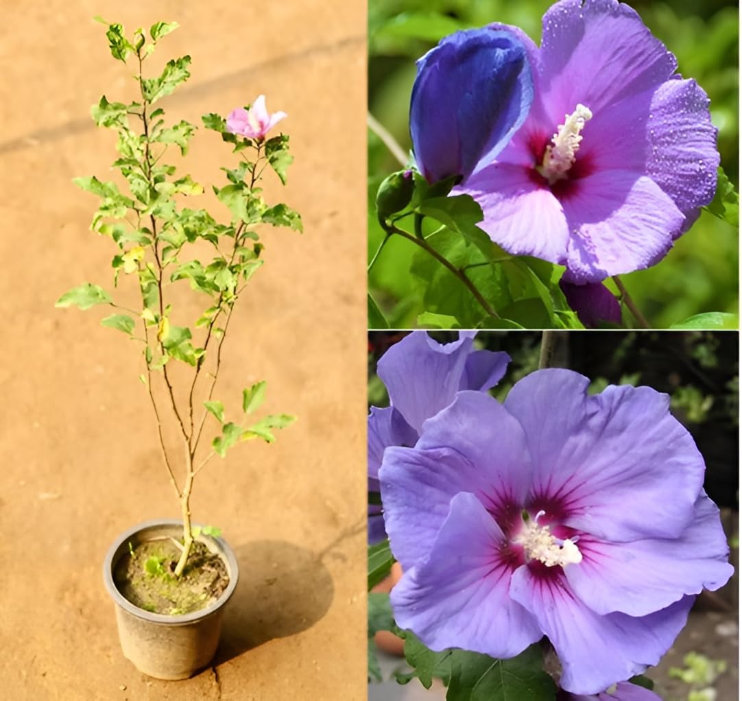 See full amazon price history chart for oxiflora "Blue Hibiscus/Hibiscus" hybrid - 1 Healthy Live Super Early Flower Plantin Nursery Grow Bag for Home Garden… oxiflora "Blue Hibiscus/Hibiscus" hybrid - 1 Healthy Live Super Early Flower Plantin Nursery Grow Bag for Home Garden… (B0CVTGVSN9) Amazon Price History, Amazon Price Tracker