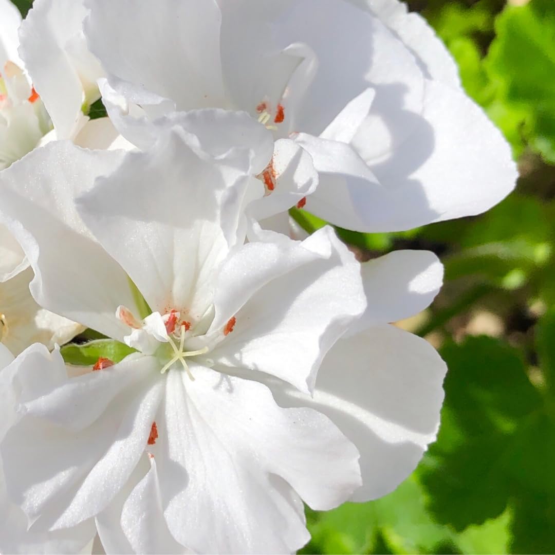 Plants by Frank Geranium Macrorrhizum White Ness, 60 plantes, Ø 9 cm