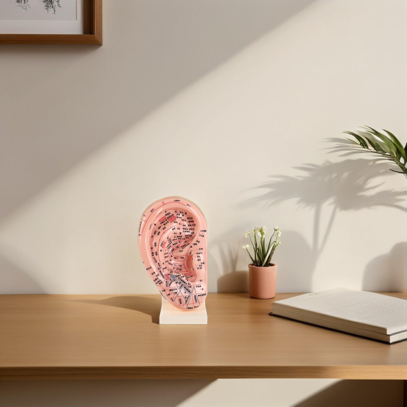 ibasenice Modelo de Aurícula para Acupuntura Soporte 23 Cm, Accesorio Educativo de Reflexología Auricular y Herramienta Práctica para Masaje y Enseñanza en Salones y Escuelas