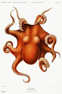 Laminated Octopus Vintage Illustration 1898 Cephalopod Red Orange Drawing Aesthetic Ocean Nature Room Decor Science Education Bedroom Poster Dry Erase Sign 12x18