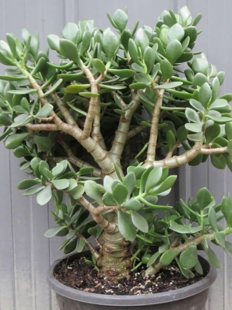 Big jade plant indoor live plant, Big jade plant for indoor (Pack of 2) (B0CJJL12M4) Amazon Price History, Amazon Price Tracker