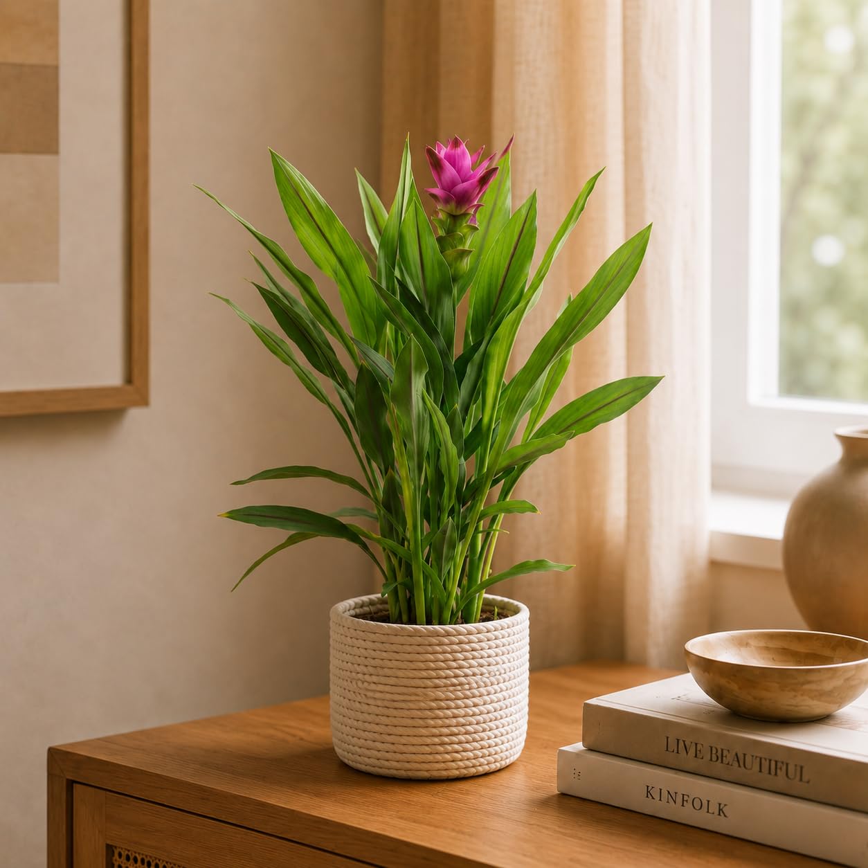 Curcuma – Vera pianta d'appartamento, curcuma – altezza ca. 55 cm, diametro vaso 14 cm