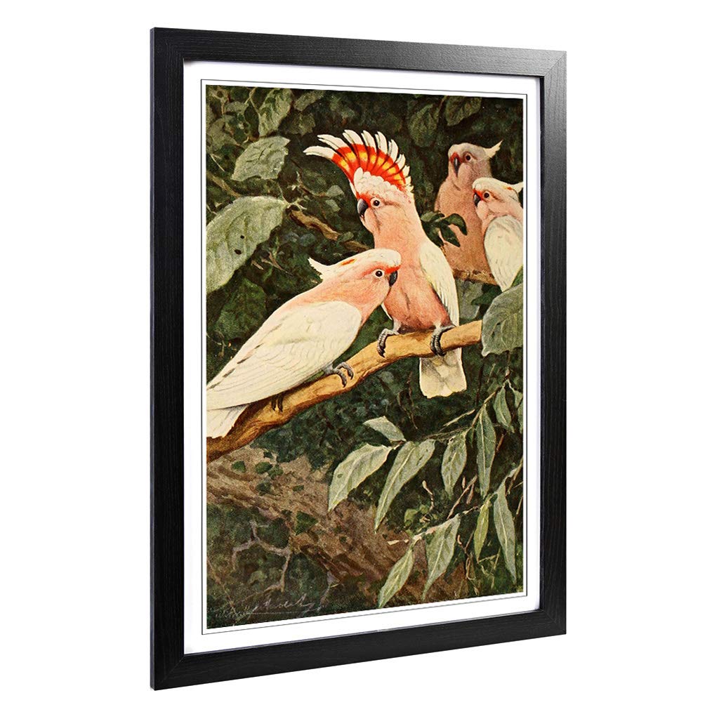 Big Box Art Framed Print of Vintage W Kuhnert Major Mitchell's Cockatoo Design | Wall Art Picture | Home Decor for Kitchen, Living Room, Bedroom, Hallway, Black, A2 / 24.5x18 Inch / 62x45cm