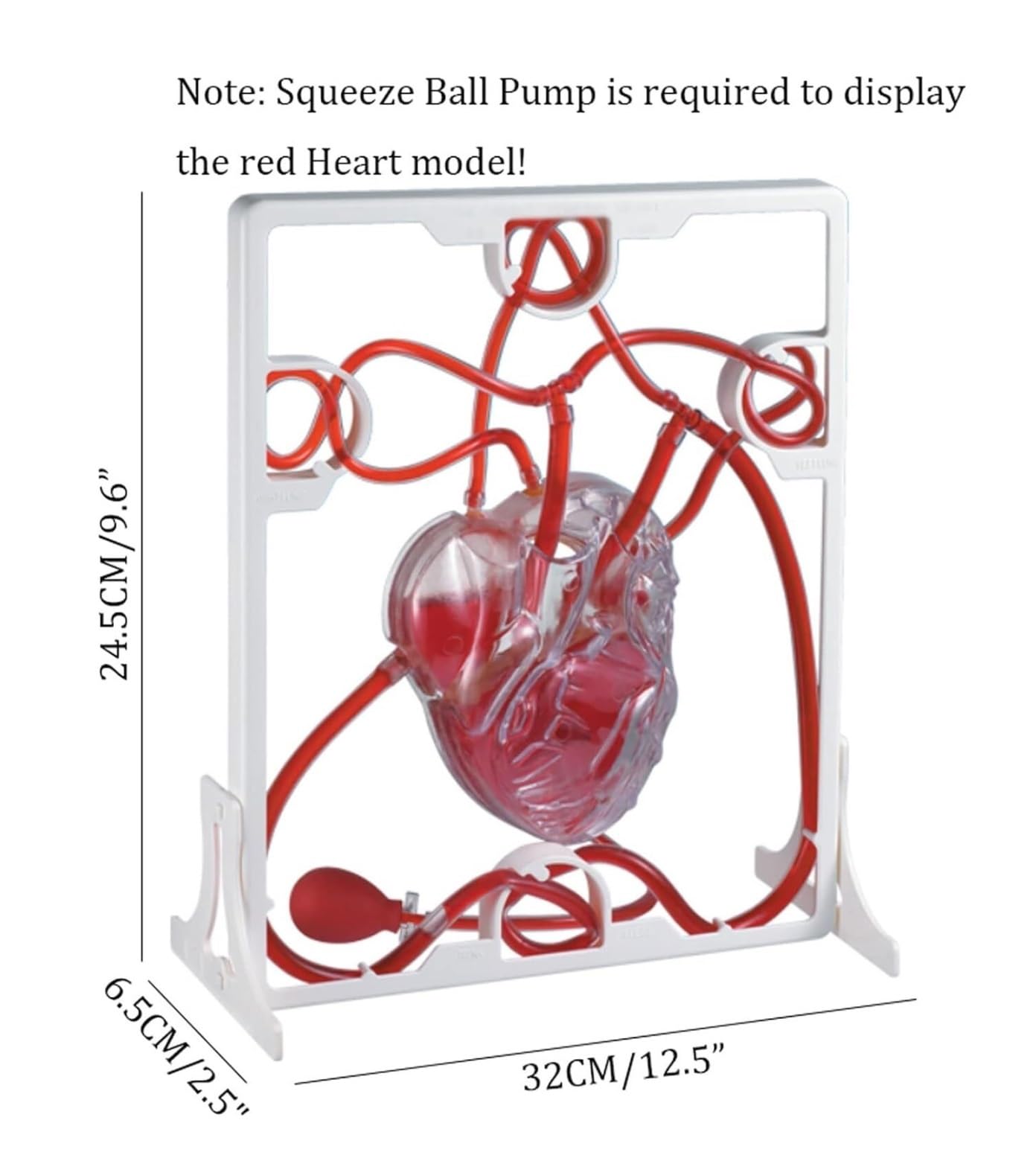 血液循環系模型 (透視式)♡ 血管系模型（血液循環系模型）｜ヤガミ 商品検索システム