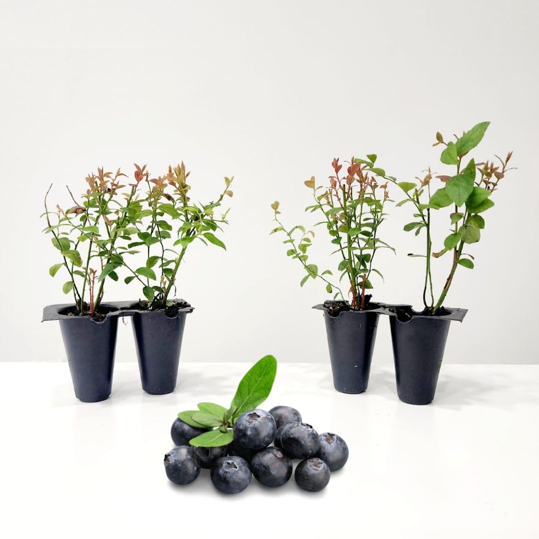 Chandler Blueberry Bushes 4-Pack