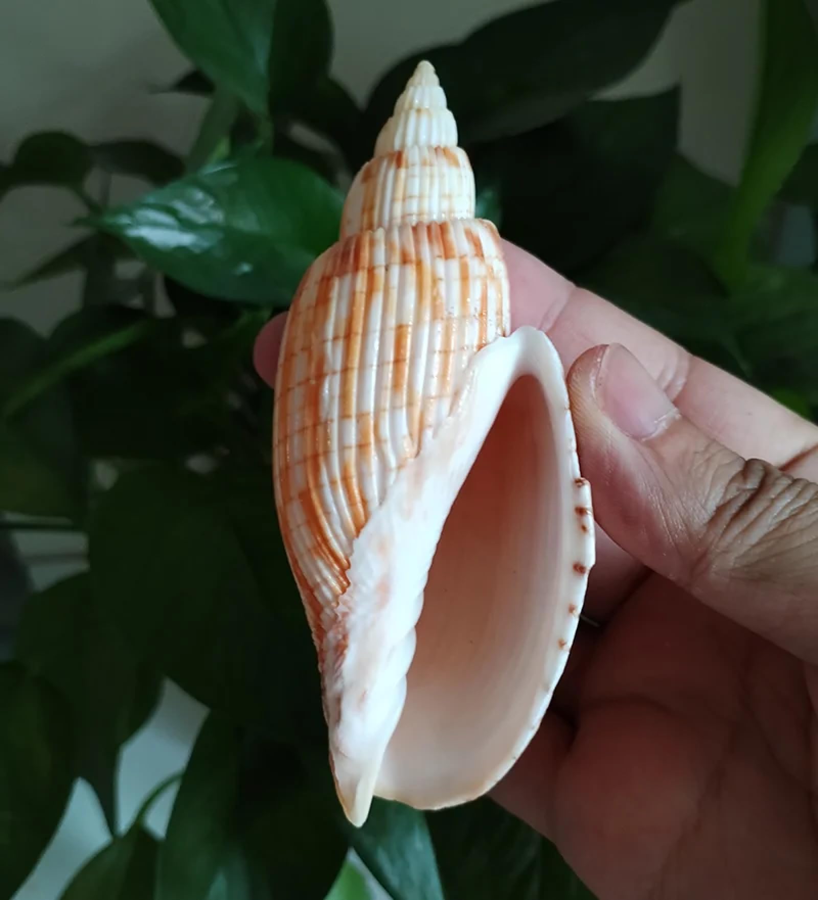 Conchiglie marine riempitivo vaso, 1 pezzo, 9-11 cm, mais, lumaca, conchiglia, conchiglie di Lyria Kurodai, decorazione da tavolo per matrimoni, esemplari, decorazione per casa e ufficio