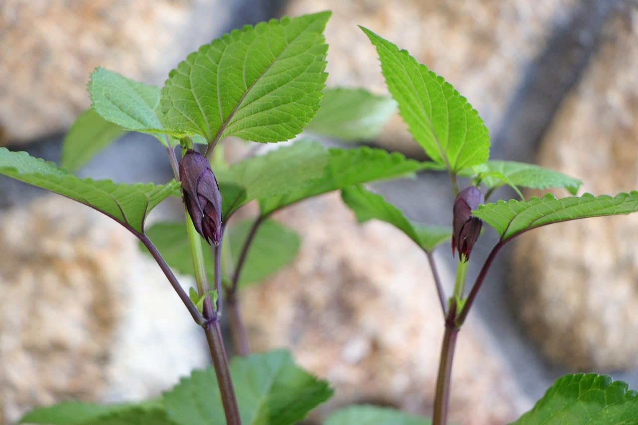 Amazon.co.jp: 宿根サルビア リトルバード パープル 3.5号ロング