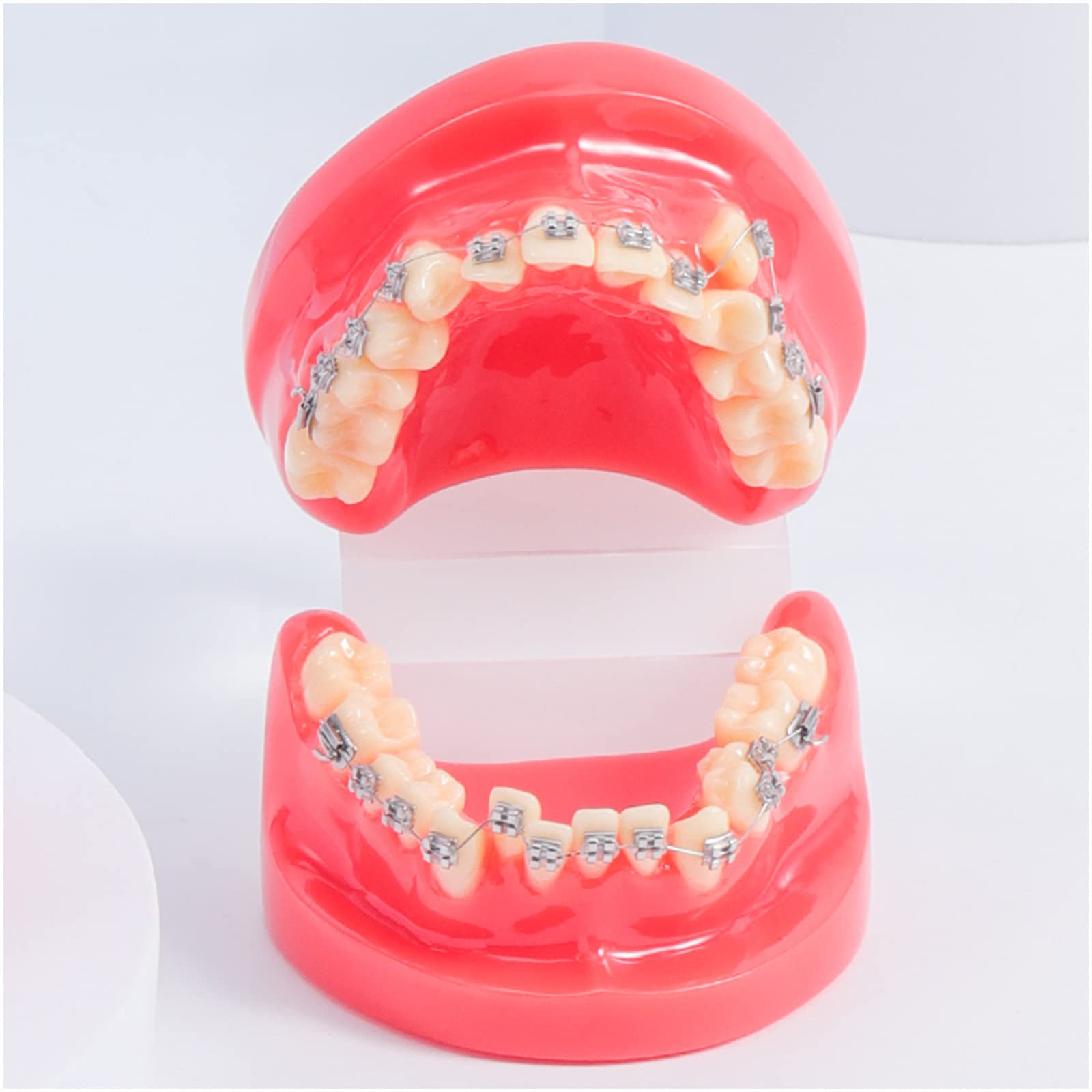 Model zębów dentystycznych-model demonstracyjny ortodoncji-dentystyczny z metalowymi wspornikami model zębów ortodontycznych do celów edukacyjnych nauka narzędzie dydaktyczne(A) (A)
