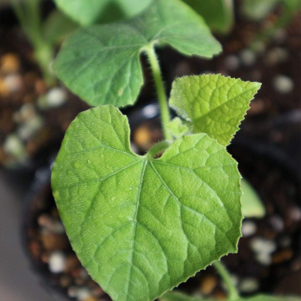 Amazon Co Jp キワーノ グリーンゼリーメロンの苗 9cmポット自根苗 4個セット トゲトゲの実がユニークなミネラル豊富な野菜として注目を集める ニュージーランド原産の果菜です 長さ15cmほどの楕円形の果実で 果皮はオレンジ色でトゲがあり 果肉はプルプルの