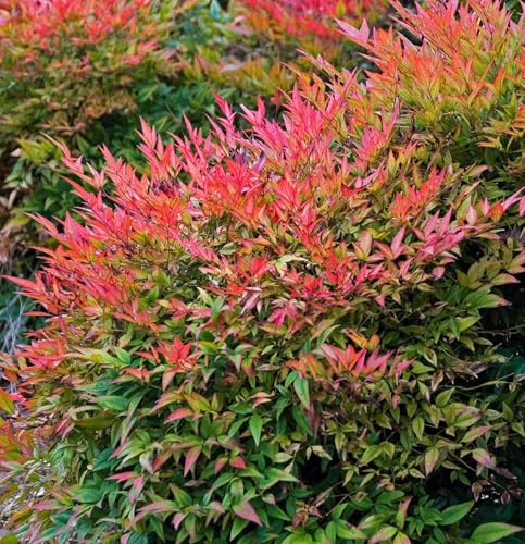 Gulf Stream Nandina Shrub image