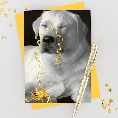 Miniatura 9 de Graphique Shark Bite! Tarjeta de cumpleaños hecha a mano  Felicitación linda, divertida y feliz  Él, ella, niño  Sobre de color a juego  5 x 7