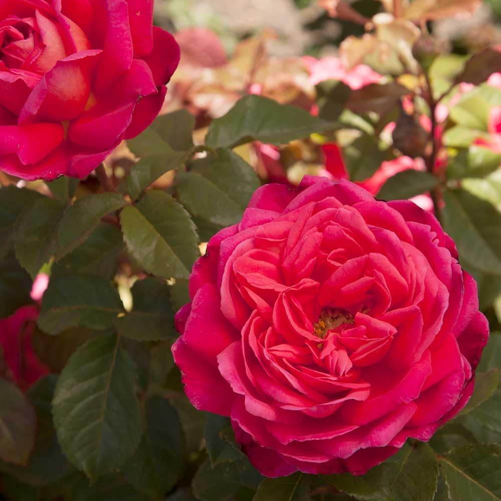 Heirloom Roses Rose Plant - Star of The Nile™ Pink Rose Bush, Shrub Live Plant for Planting Outdoors