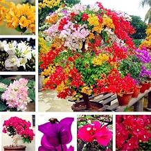 100pcs Mixed Bougainvillea Flower Seeds