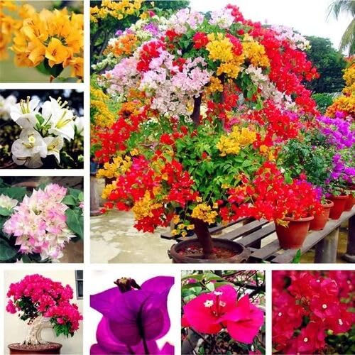 50pcs Mixed Bougainvillea Flower Seeds