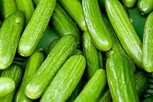 Persian Middle East Non-GMO Organic Cucumber Seeds (50)