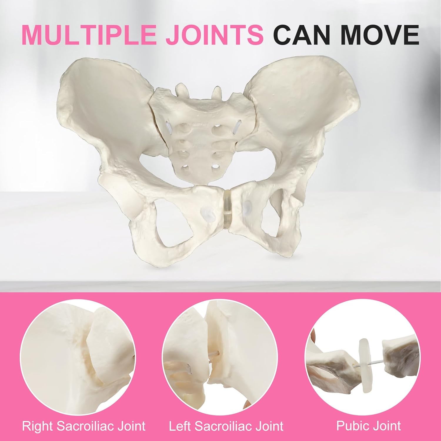 qzzXoq ‌Professional Female Childbirth Model for Midwifery Training - Detachable Baby & Pelvis, with Umbilical Cord, Amnion, and Placenta - Gynecology Teaching Aid