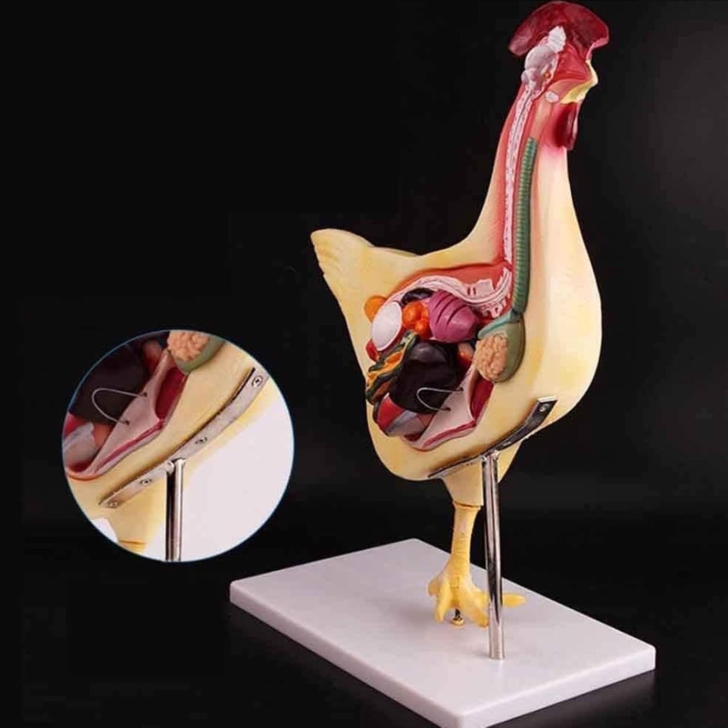 4D Chicken Anatomy Teaching Model, Animal Anatomy, Assembly Model, Organ Detachable Chicken Chicken Simulation Model, for Medical Education Model in Animal Biology.