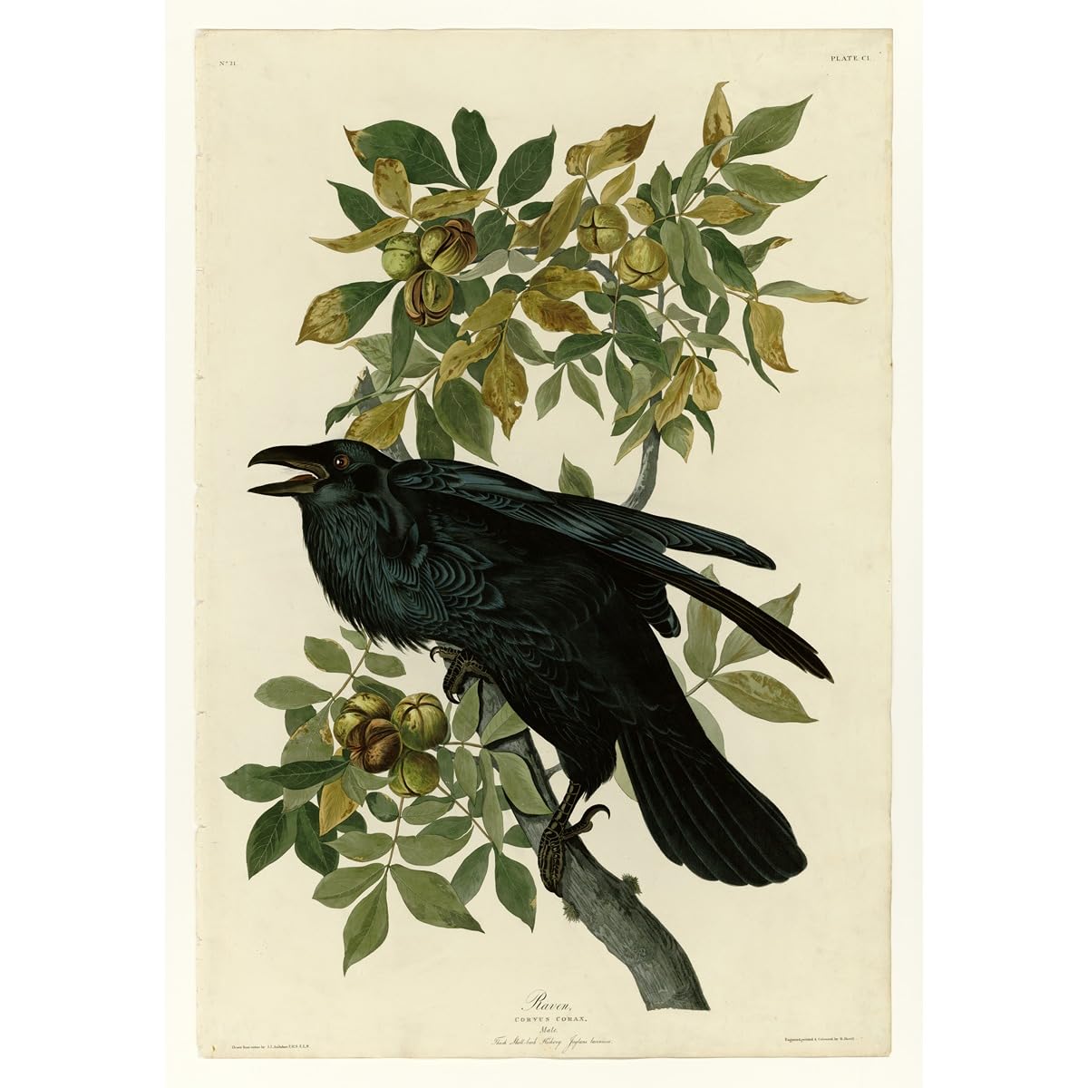 Toile roulée Audubon Corbeau aux couleurs résistantes à la décoloration