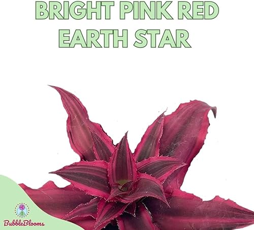 Miniatura 2 de BubbleBlooms Cryptanthus Bivittatus en una maceta de 2 pulgadas, pequeña planta pequeña de Pixie, rosa brillante