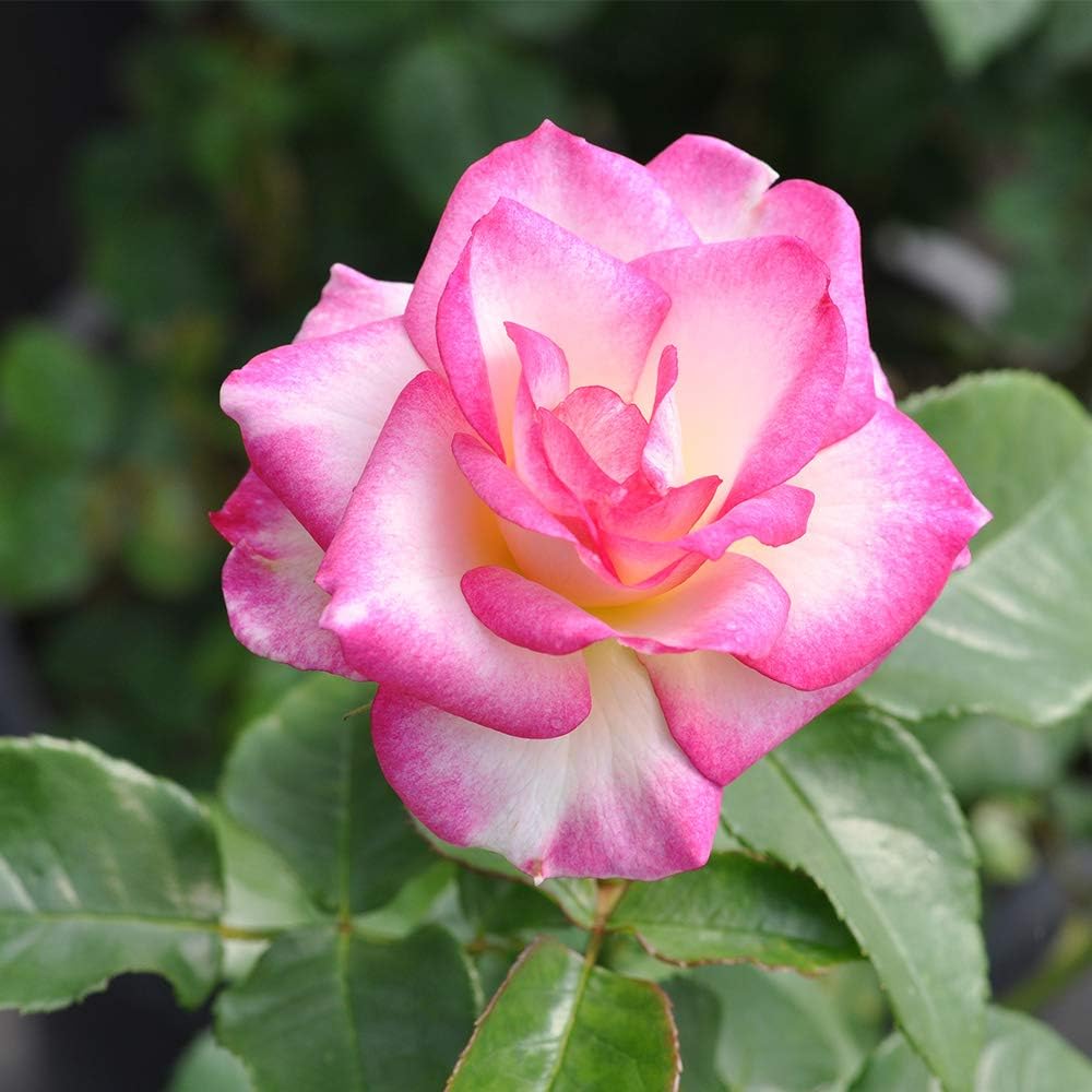 Heirloom Roses Rose Plant - Miss Congeniality™ Multi Rose Bush, Grandiflora Live Plant for Planting Outdoors
