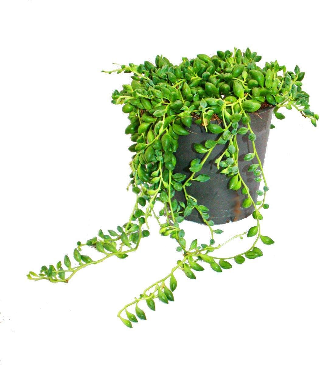 String of Pearls - Senecio herreanus in 12cm Pot