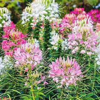 GL Seeds Cleome Spider Flower Mix Non GMO