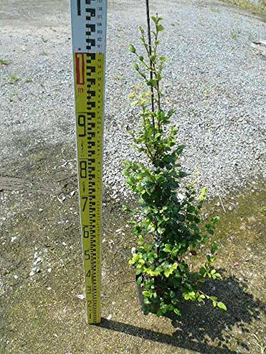 トキワマンサク 青葉白花 樹高1 2m前後 苗 植木 18cmポット ときわまんさく 目隠し 常盤満作