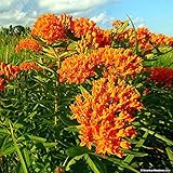 Butterfly Milkweed - Native Plant - #1 Container
