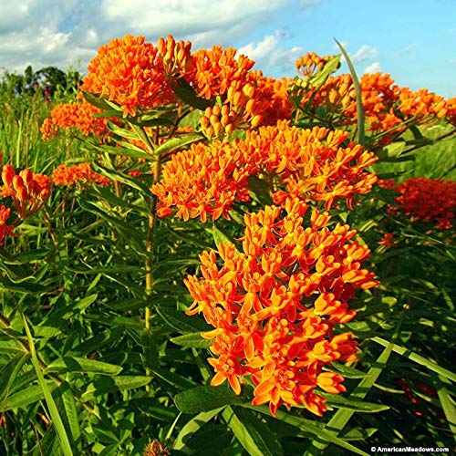 Butterfly Milkweed - Native Plant - #1 Container Butterfly Milkweed - Native Plant - #1 Container
