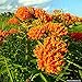 Butterfly Milkweed -Native > Asclepias tuberosa >Landscape Ready 1 gallon Container