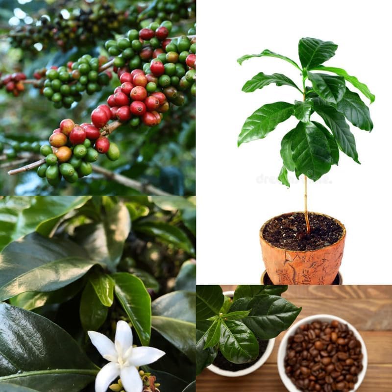 Arabica coffee live plant for gardening (Pack of 1 Live plant)