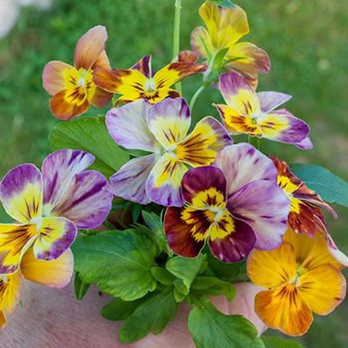 Willvine Brush Strokes” Pansy-XLI-10I-image-12