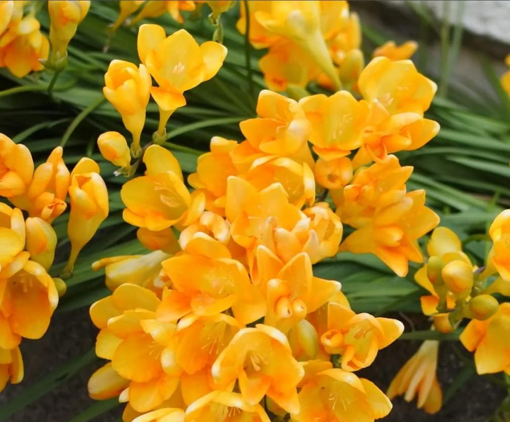 HNEJA Freesia Flower Bulbs for Spring Planting Large Healthy Bulk Bulbs (20 Bare