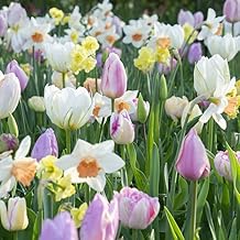 All-in-One Flower Garden Kit - 25 Flower Bulbs Per Box - Potluck Planting Blush Bouquet Mix - Tulip and Daffodil Mix - Fragrant - Naturalizing - Live Outdoor Garden - Easy to Plant Flowers