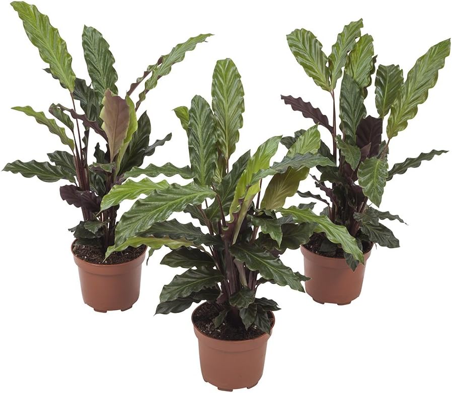 Calathea Velvet | 3 Plants | Calathea rufibarba | Houseplant | Height 32 cm | Pot 12 cm | Easy Maintenance