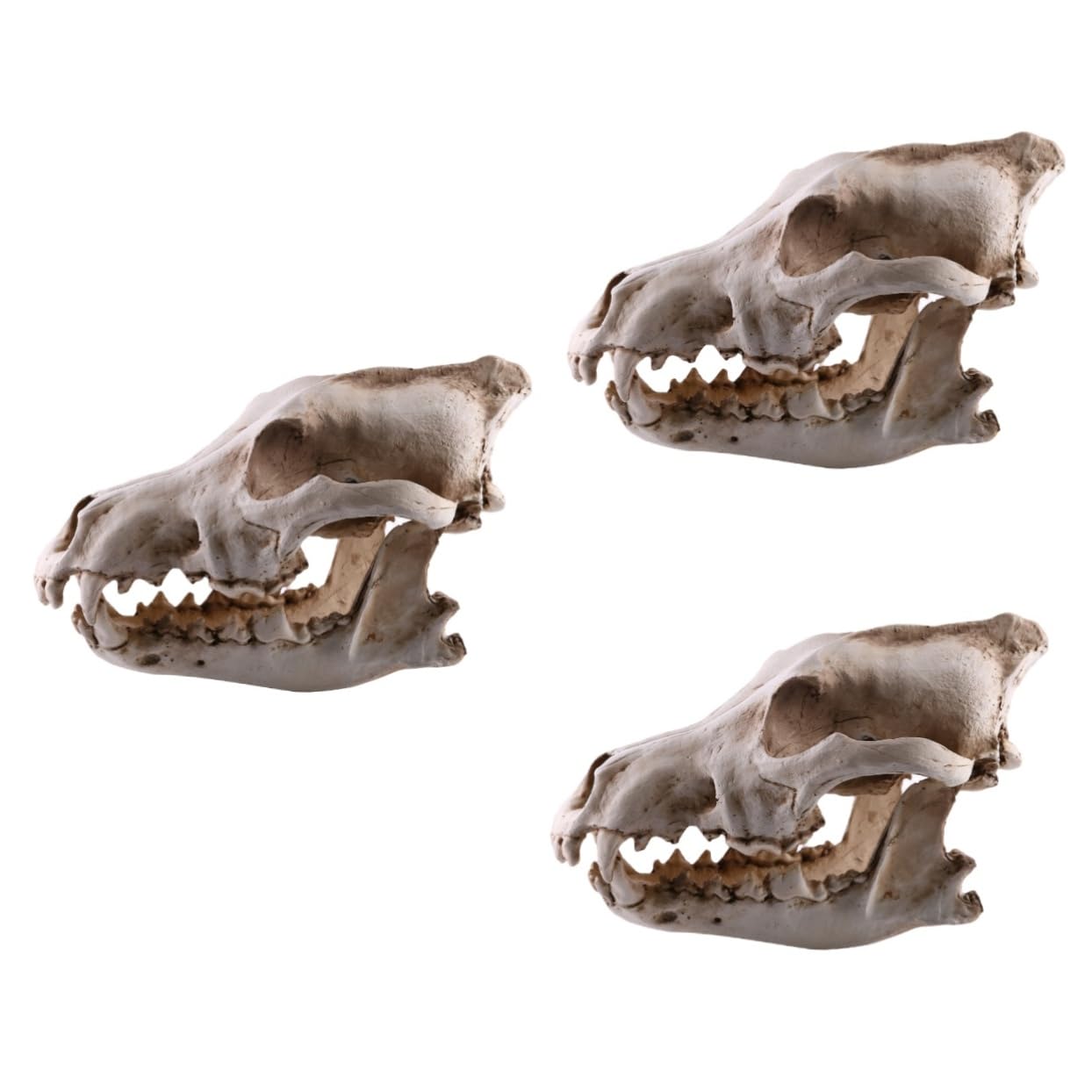Crâne de loup en résine pour décoration de maison et reptile