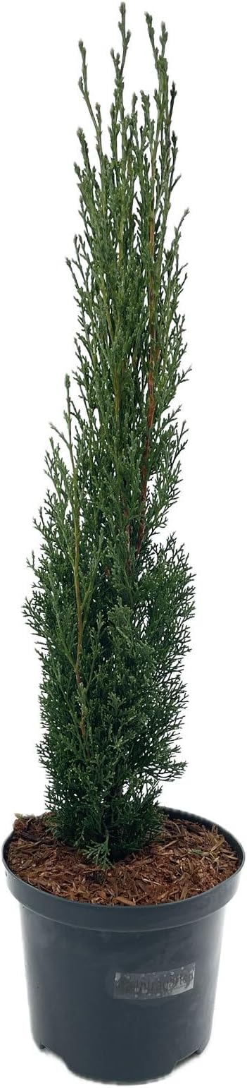 Leyland-Zypressen Hecke - 10 Pflanzen Winterhart & Immergrün