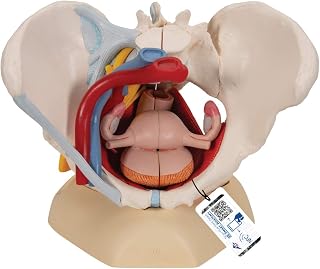 3B Scientific H20/4 Female Pelvis w/ Ligaments 6 Part - 3B Smart Anatomy
