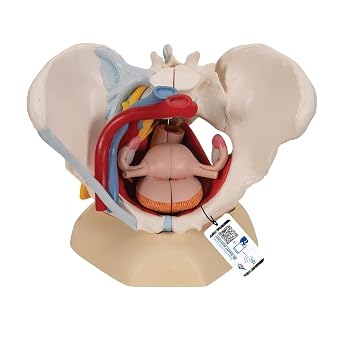 3B Scientific H20/4 Female Pelvis With Ligaments, Vessels, Nerves, Pelvic Floor, Organs + free anatomy software - 3B Smart Anatomy