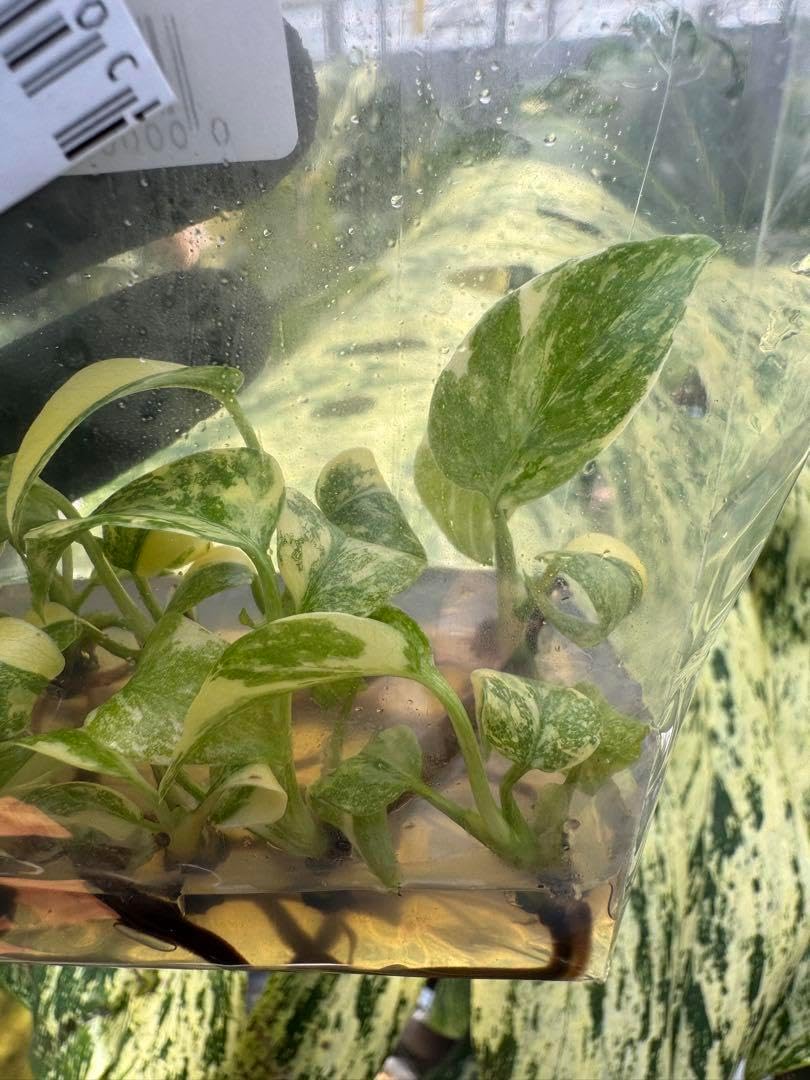 7 モンステラ タイコンステレーション 厳選斑入り 順化前 10株まとめ 7