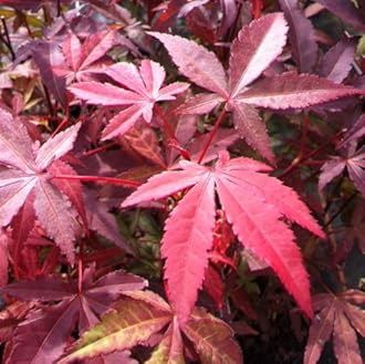 Acer Palmatum 'Atropurpureum' - Grown in 9cm Pot - Approx 20-30cm Tall - Japanese Maple