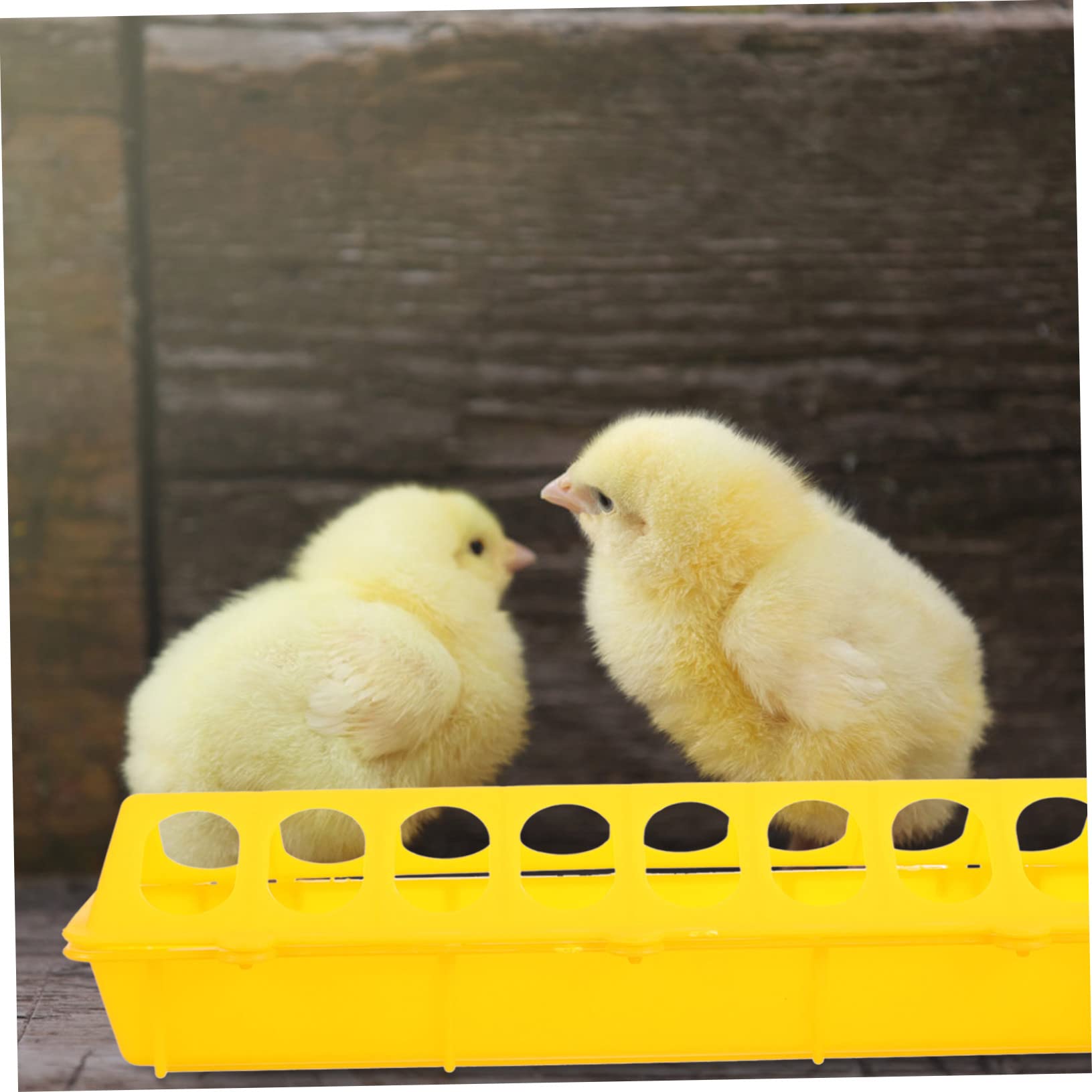POPETPOP 4pezzi Mangiatoia Per Contenitori Per e Spill Duraturi Per Pappagalli e Pollame Facile e Utilizzare