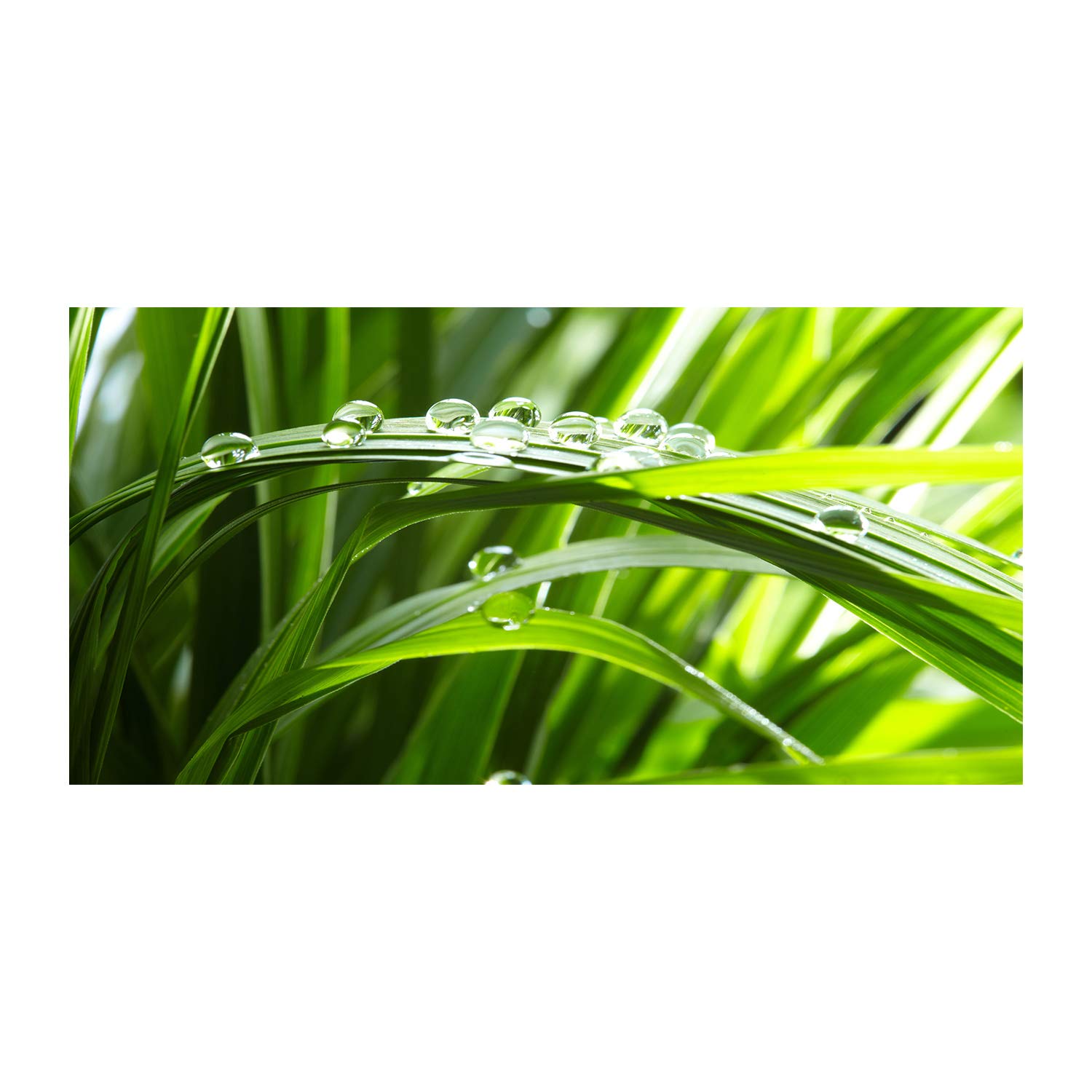 Mural art image Tulup tableau déco salon grand format herbe verte rosée