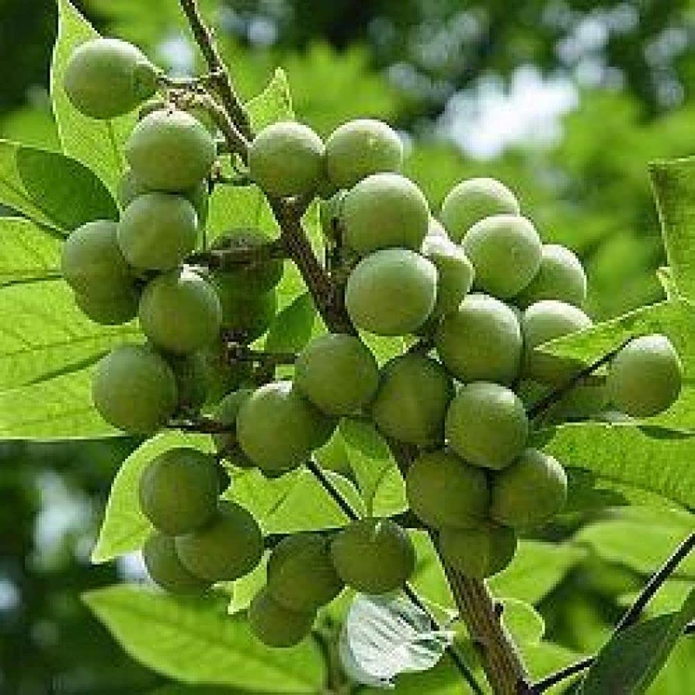Live Green Plant Seeds | Indian Soapberry – Reetha Plant Seeds For Garden (10 Seeds Pack) (B099JZT224) Amazon Price History, Amazon Price Tracker