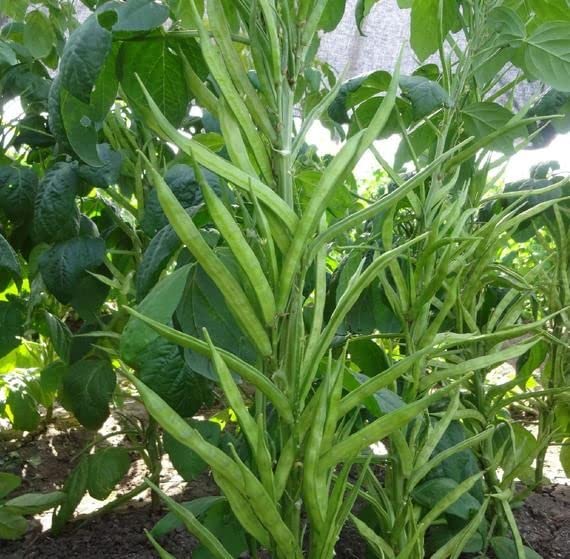 Udanta Seeds | Gwarfali – Cluster Beans F1 Hybrid Vegetable Seeds Pack Of 40 Seeds (B09ZXXVN9V) Amazon Price History, Amazon Price Tracker