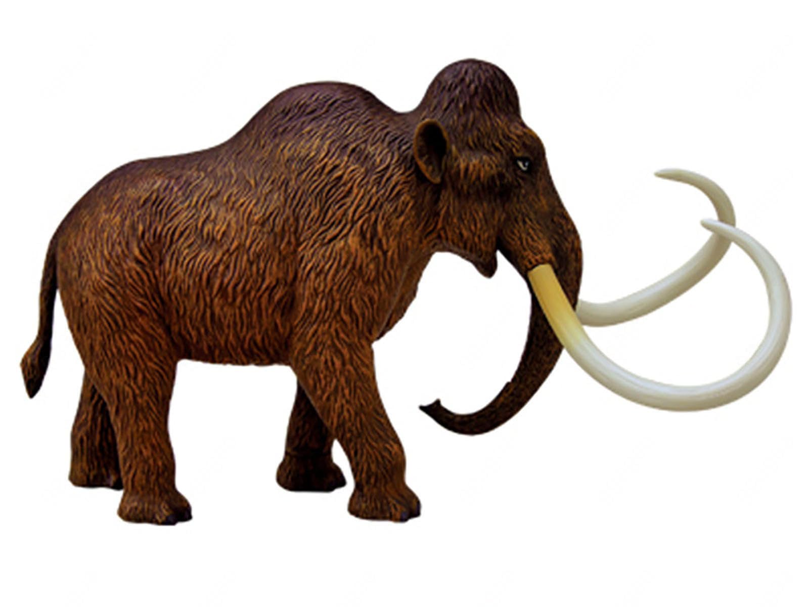 Modelo Anatómico De Momia De Lana 4d. Muestra De Esqueleto Animal, Biología Desmontable, 30 Secciones De Demostración De Enseñanza Veterinaria En Clínicas Veterinarias