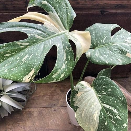 観葉植物 モンステラ 4号」の人気商品一覧 | 安い商品を通販サイトから